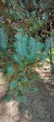 Picea abies