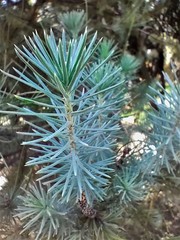 Picea abies