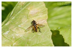 Mesembrius bengalensis