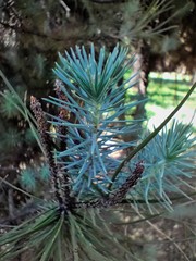 Picea abies