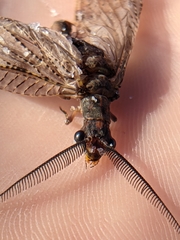 Chauliodes pectinicornis image