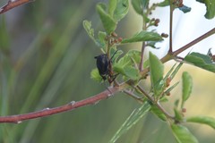 Otiorhynchus cardiniger
