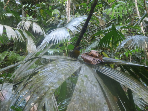 Mitrospingus cassinii