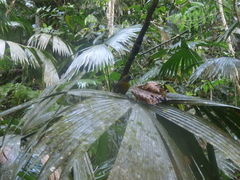 Mitrospingus cassinii