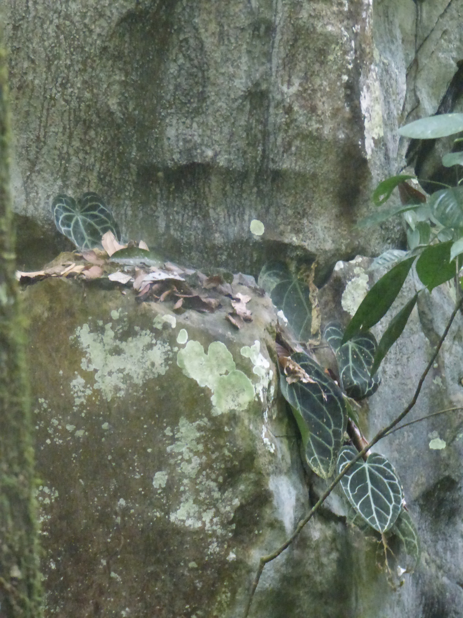 Imagem de Antúrio-cristalino