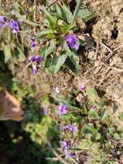 Viola philippica