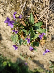 Viola philippica