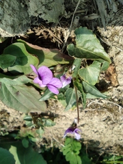 Viola philippica