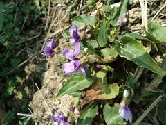 Viola philippica