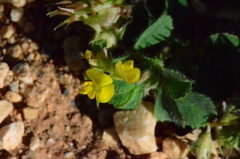 Medicago truncatula