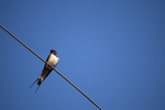 Hirundo rustica