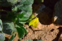 Medicago truncatula
