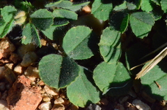 Medicago truncatula