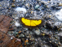 Xanthyris flaveolata