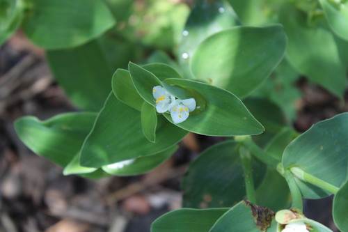 Tradescantia buckleyi