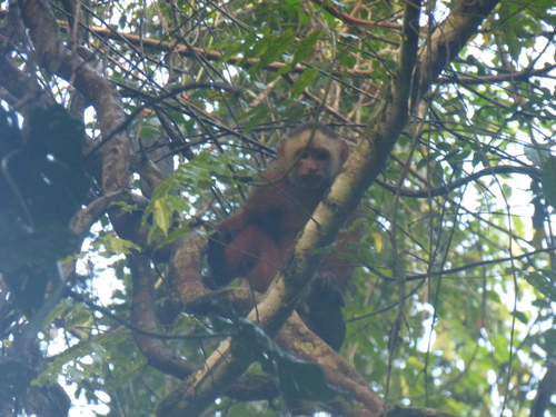 Cebus versicolor