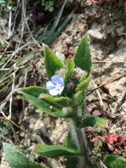 Thyrocarpus sampsonii