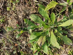 Thyrocarpus sampsonii