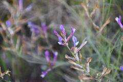 Astragalus muelleri