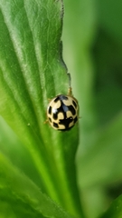 Propylea quatuordecimpunctata
