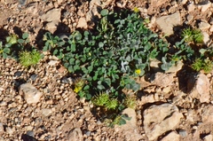 Medicago truncatula