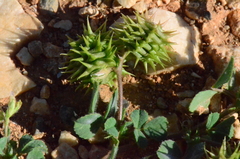 Medicago truncatula