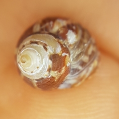 Steromphala adansonii