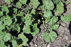 Malva pusilla
