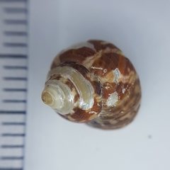 Steromphala adansonii