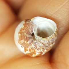 Steromphala adansonii