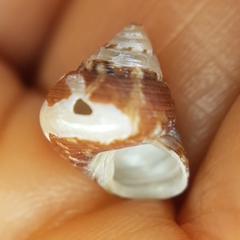 Steromphala adansonii