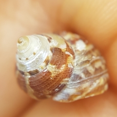 Steromphala adansonii