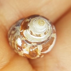 Steromphala adansonii