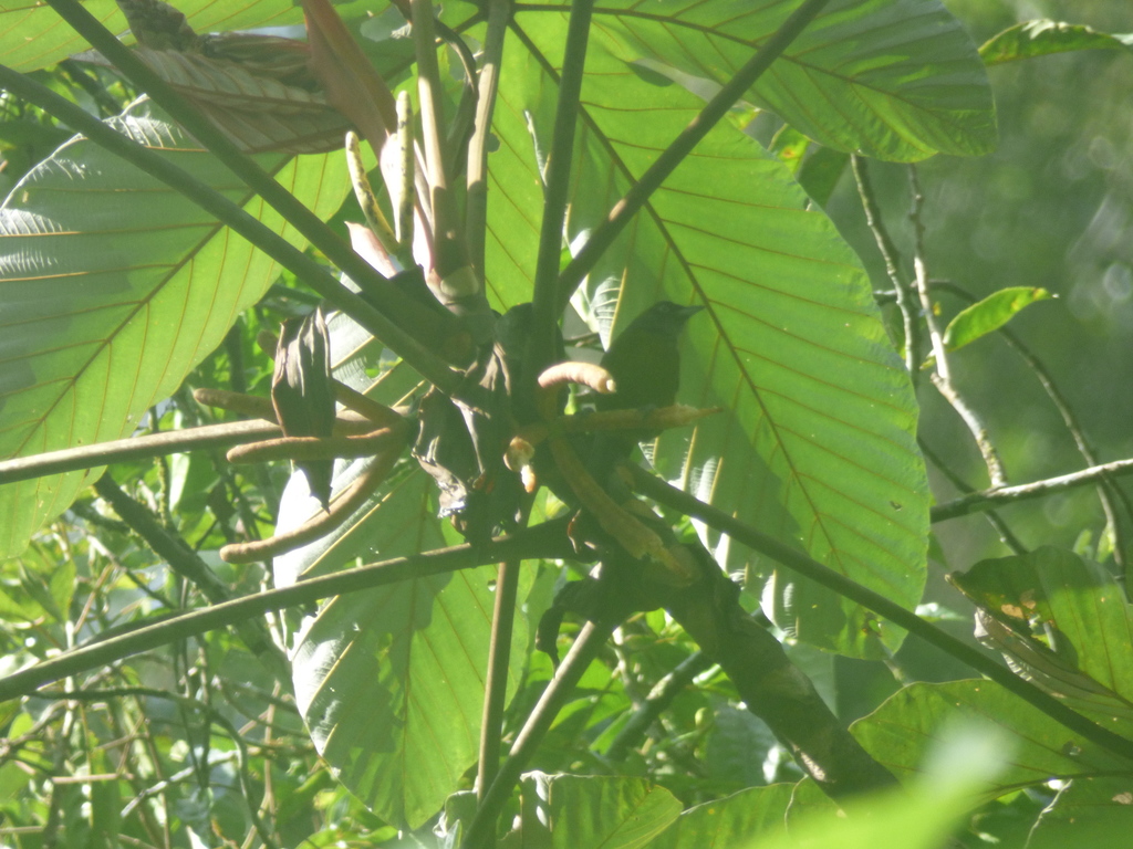 Dusky-faced Tanager