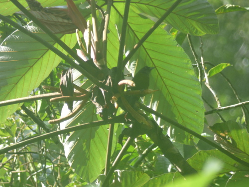 Dusky-faced Tanager