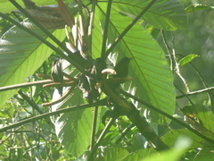 Mitrospingus cassinii