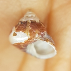 Steromphala adansonii