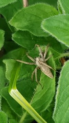 Pisaura mirabilis