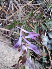 Corydalis edulis