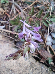 Corydalis edulis