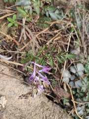 Corydalis edulis