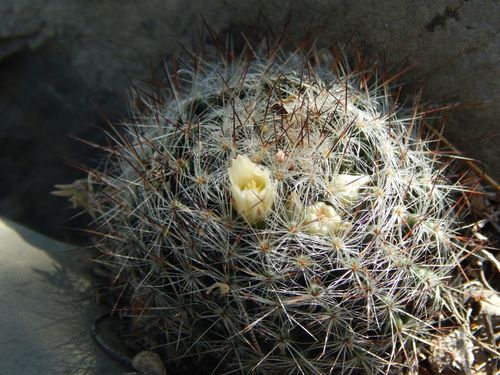Mammillaria pilispina