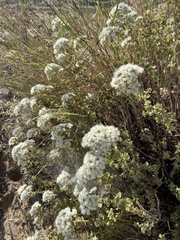 Origanum onites