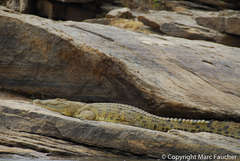 Crocodylus niloticus africanus
