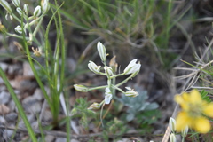 Ornithogalum