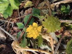 Ranunculus japonicus