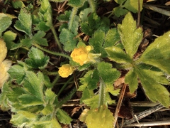 Ranunculus japonicus