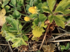Ranunculus japonicus