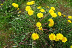 Taraxacum theodori