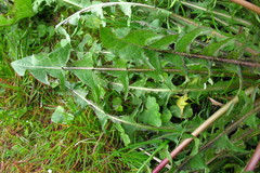 Taraxacum theodori